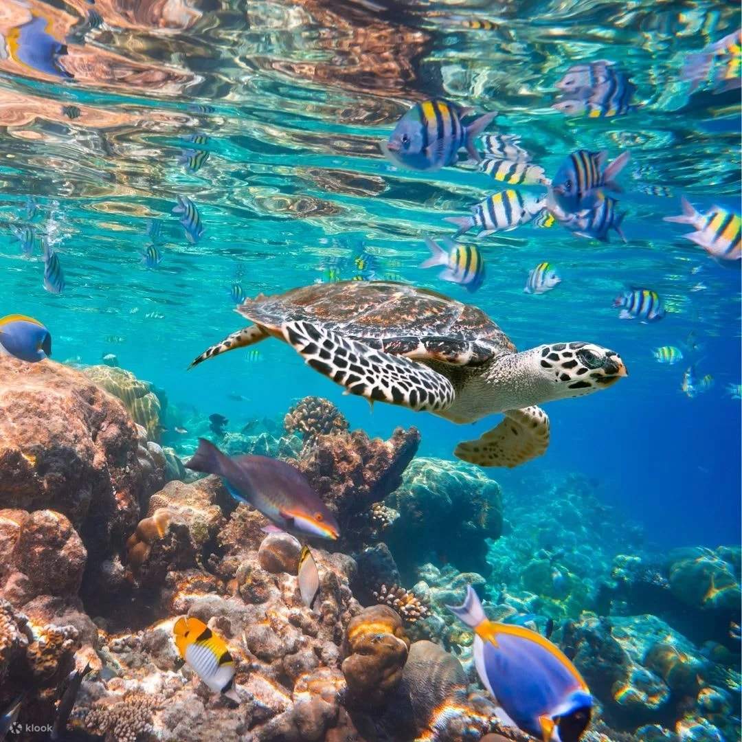 SNORKELING : PADANG BAI | All 4 Diving Indonesia